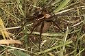 Dolomedes_fimbriatus_D5100_Z_91_Canal du Nivernais_Frankrijk